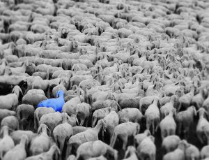 pecora blu
