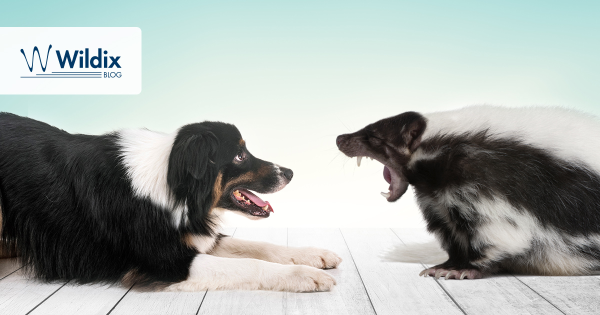 Dogs, Skunks & the Importance of Communication